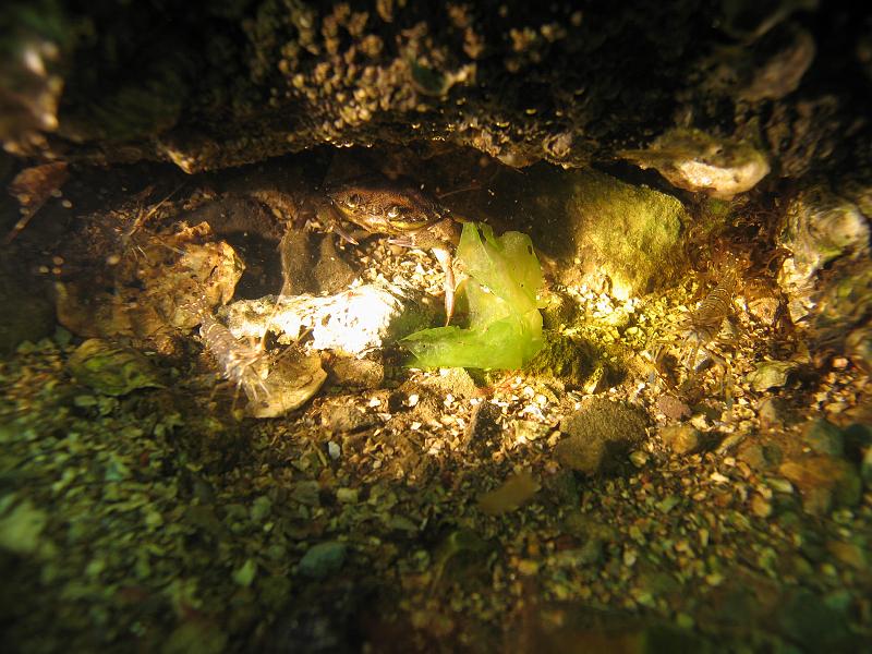 Coll NL 071.JPG